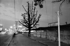 VN Blvd.-071-23A <strong>'Pete's Corn, Bare Trees'</strong>